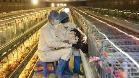 Ứng dụng công nghệ chiếu sáng trong chăn nuôi: Cơ hội để nông nghiệp Việt Nam bứt phá (27/4/2019)