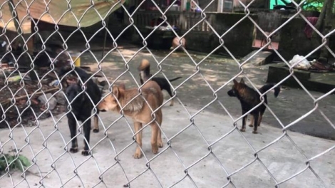 Chủ đàn chó gây hậu quả nghiêm trọng có bị xử lý hình sự hay không? (5/4/2019)