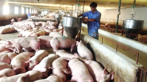 Cuộc khủng hoảng của những người chăn nuôi lợn vì dịch tả lợn châu Phi (5/4/2019)