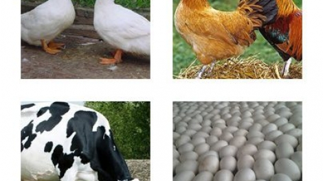 Giải pháp nào đảm bảo phát triển chăn nuôi bền vững? (25/4/2019)