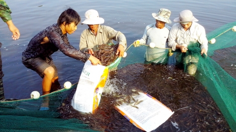 Những thành tựu nổi bật của ngành thủy sản trong 60 năm qua (1/4/2019)