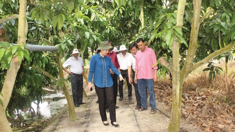 Chợ Mới - An Giang: Nông nghiệp chuyển mình nhờ du lịch (21/4/2019)