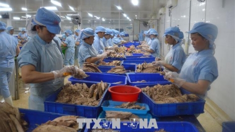 Cấp bách khắc phục cảnh báo thẻ vàng IUU (25/4/2019)