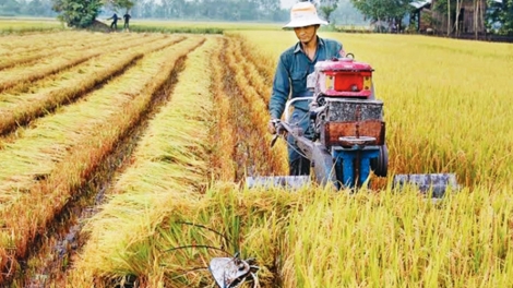 Nâng cao hiệu quả hoạt động của Hợp tác xã trong chuỗi liên kết sản xuất và tiêu thụ sản phẩm nông nghiệp (22/4/2019)