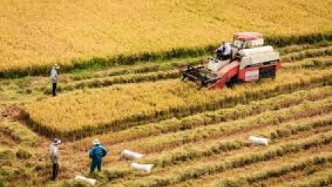 Lúa gạo Việt: Không thể trông chờ vào trợ giá (3/4/2019)