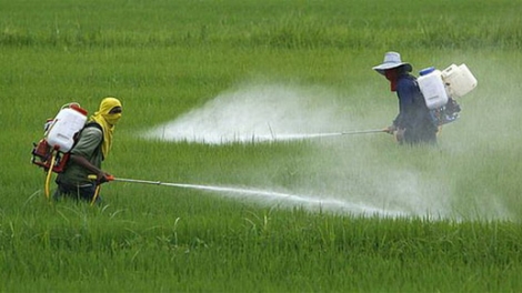 Bội thực thuốc bảo vệ thực vật: Cái giá phải trả (15/4/2019)