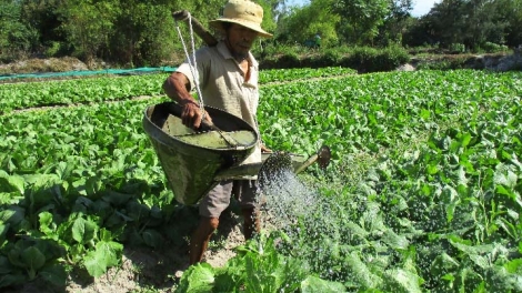 Một gia đình người dân ở Đà Nẵng có đời sống khá lên nhờ trồng rau sạch (11/4/2019)
