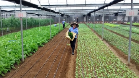 Học làm nông, nhà nông làm giàu (20/4/2019)