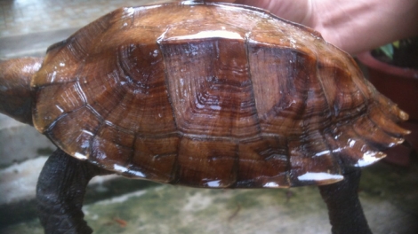 Quản lý thị trường Hòa Bình phát hiện đối tượng vận chuyển rùa Sa Nhân thuộc loài nguy cấp, quý, hiếm đi tiêu thụ (19/4/2019)