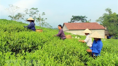 Giải pháp phát triển thương hiệu chè (23/4/2019)