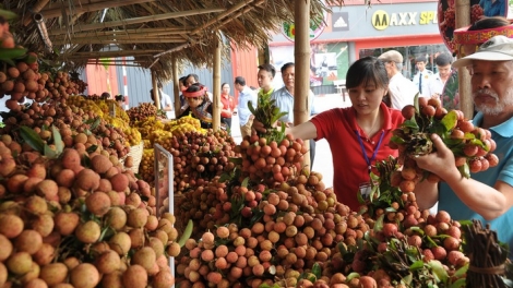 Giải pháp nào thúc đẩy xuất khẩu vải thiều trong năm 2019? (21/5/2019)