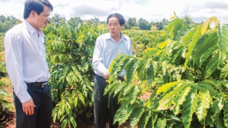Phóng sự: “Phá sản trên ngôi vị số 1” - Bài đầu tiên trong loạt bài “Nông nghiệp Tây Nguyên - Tìm động lực cho giai đoạn mới” (14/5/2019)