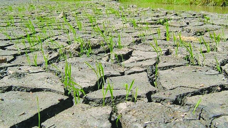 Ứng phó biến đổi khí hậu: Địa phương cần chủ động lịch mùa vụ (16/5/2019)