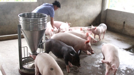 Bài học từ chăn nuôi nhỏ lẻ (29/5/2019)