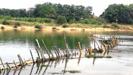 Thừa Thiên Huế: dân đóng cọc tre xuống sông ngăn cát tặc (10/5/2019)