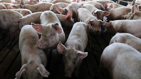 Giải pháp cấp đông thịt lợn để đảm bảo nguồn cung thịt khi dịch tả lợn châu Phi đã lan rộng (23/5/2019)