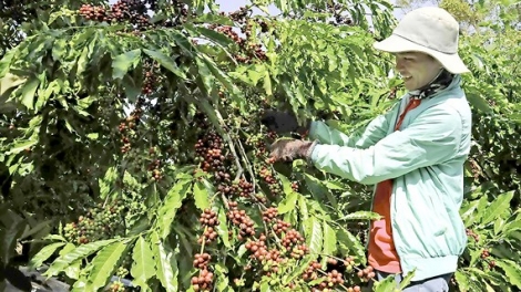 Vì sao “Nhà nông” không theo “Nhà nước”? (15/5/2019)