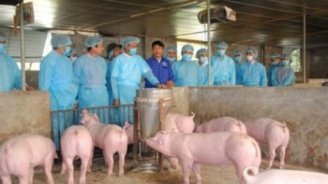 Giải pháp ngăn ngừa dịch tả lợn Châu Phi (17/5/2019)