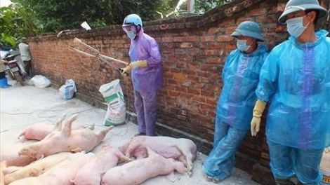 THỜI SỰ 18H CHIỀU 20/5/2019: Ban Bí thư vừa chỉ thị yêu cầu các cấp chính quyền Trung ương, địa phương huy động sức mạnh tổng hợp khống chế dịch tả lợn châu Phi trong thời gian nhanh nhất.