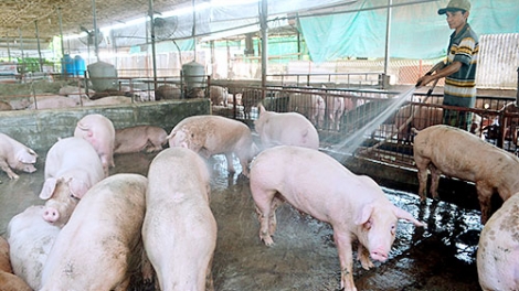THỜI SỰ 12H TRƯA 7/5/2019: Dịch tả lợn châu Phi đã xuất hiện ở Đồng Nai - địa phương có đàn lợn lớn nhất cả nước.
