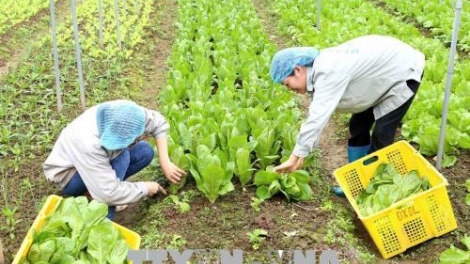 Phân tích mô hình khoán sản phẩm của doanh nghiệp nông nghiệp (10/5/2019)