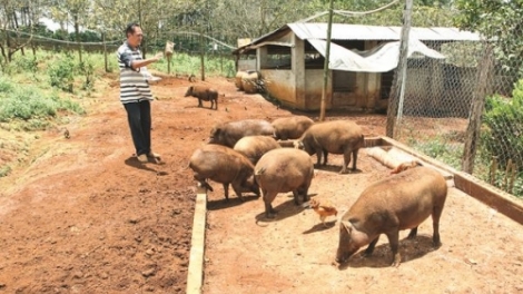 Thực trạng từ chăn nuôi nhỏ lẻ đến việc khó kiểm soát dịch bệnh (28/5/2019)