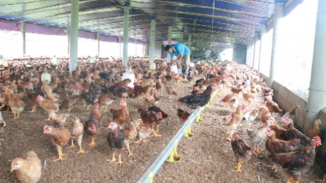 Làm sao để ngành chăn nuôi gia cầm nắm bắt được cơ hội phát triển bền vững? (9/5/2019)