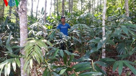 Cần nhân rộng mô hình liên kết trồng rừng hiệu quả (11/5/2019)