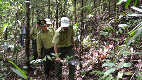 Tây Nguyên: Hãy giữ lấy rừng trước khi quá muộn (25/5/2019)