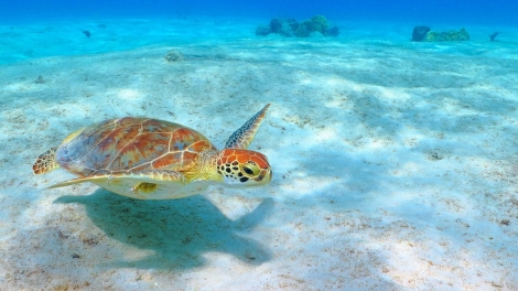 Những biện pháp mà chính phủ Mexico áp dụng để bảo vệ chất lượng hệ sinh thái ven biển (27/5/2019)