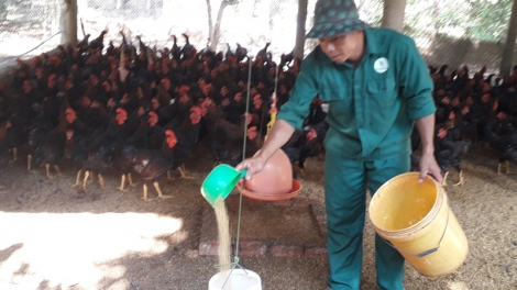 Gà thịt tăng giá, nông dân tại Bà Rịa – Vũng Tàu phấn khởi tăng đàn (10/5/2019)