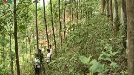 THỜI SỰ 18H CHIỀU 22/6/2019: 10 năm trồng cao su ở Sơn La: Nhiều gia đình lâm vào cảnh khốn đốn vì thất thu.