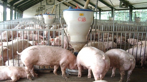 Phát triển chăn nuôi theo chuỗi - Cần chiến lược từ sản xuất đến tiêu thụ (20/6/2019)