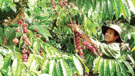 Tái canh đúng cách để ngành cà phê phát triển bền vững (6/6/2019)