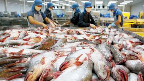 Làm sao để xuất khẩu cá tra ổn định, khi Trung Quốc không còn là thị trường dễ tính? (10/6/2019)