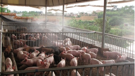 THỜI SỰ 21H30 ĐÊM NGÀY 9/6/2019: Dịch tả lợn Châu Phi vẫn tiếp tục lan rộng, người chăn nuôi không nên thấy giá tăng mà vội ồ ạt tái đàn.