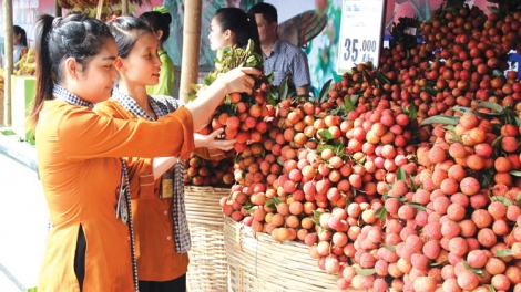 Đăng ký bảo hộ chỉ dẫn địa lý cho nông sản, đặc sản: Cơ hội nâng cao tính cạnh tranh trong chuỗi giá trị (10/6/2019)