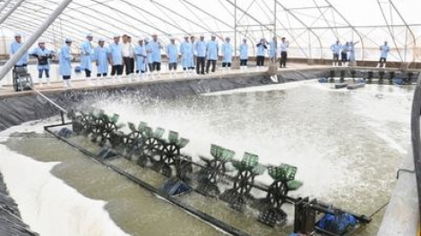 Giải pháp khuyến khích ứng dụng công nghệ cao trong nuôi tôm (22/6/2019)