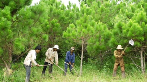 Những bất cập trong chế độ khoán bảo vệ rừng có hay không việc chi trả thiếu cho người dân Thanh Hóa (4/6/2019)