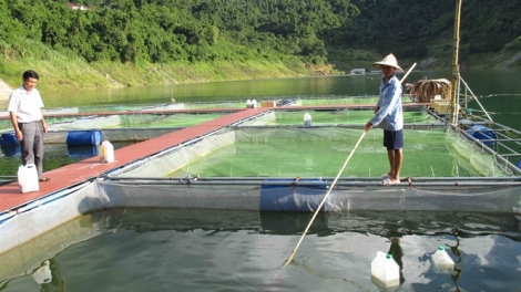 Kinh nghiệm phát triển nuôi cá lồng ở một số địa phương (18/6/2019)