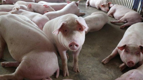 Giá thịt lợn hơi tăng mạnh, sau thời gian giảm sâu vì dịch tả lợn Châu Phi (10/6/2019)