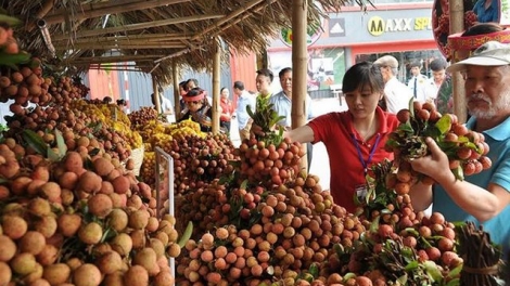 Vải thiều thời 4.0: Thẳng đường xuất khẩu chính ngạch (11/6/2019)