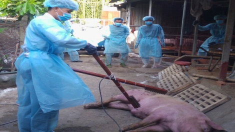 THỜI SỰ 21H30 ĐÊM 11/6/2019: Thành phố Hồ Chí Minh xuất hiện dịch tả lợn lần đầu tiên trên địa bàn