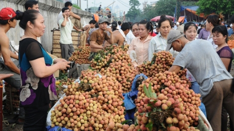 Tiêu thụ nông sản bền vững: Kinh nghiệm từ vụ vải thiều Bắc Giang (4/6/2019)