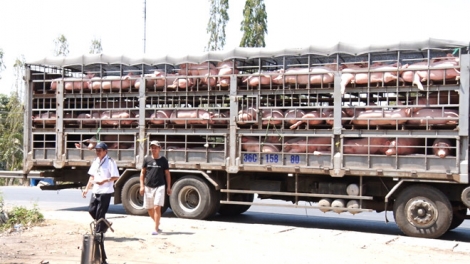Cần xử lý nghiêm những kẻ "nối giáo cho dịch" (12/7/2019)
