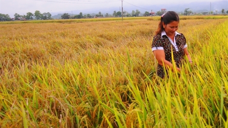 Nhập nhèm giống lúa trong sản xuất nông nghiệp: Ai chịu trách nhiệm? (8/7/2019)