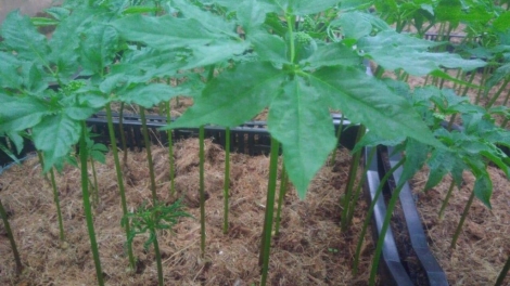 Sản phẩm saponia - sản phẩm dinh dưỡng sâm mầm tươi đầu tiên của Hàn Quốc được trồng ở Việt Nam (7/7/2019)