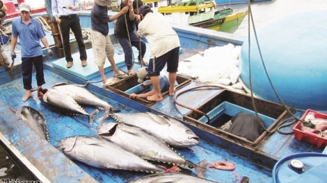 Khắc phục thẻ vàng thủy sản: Càu Mau triển khai những biện pháp mạnh (24/7/2019)