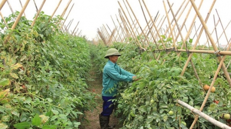 Tháo gỡ khó khăn cho hợp tác xã trong tiếp cận nguồn vốn vay để phát triển (1/7/2019)