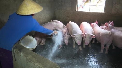 Việt Nam có kết quả bước đầu về vacxin chống dịch tả lợn châu Phi (2/7/2019)